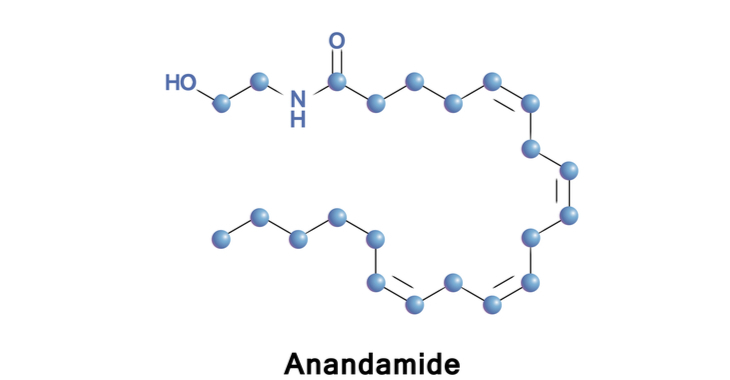 Anandamide