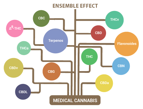 The Ensemble Effect