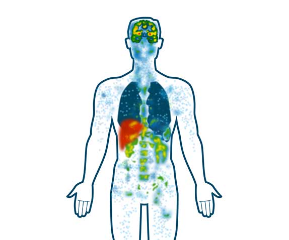 The Endocannabinoid System