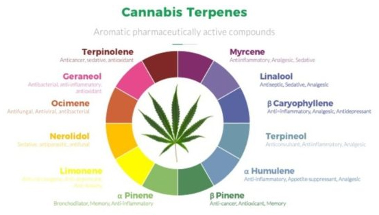 Terpenes